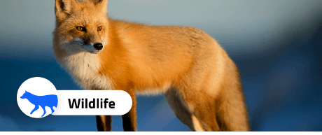 Wildlife